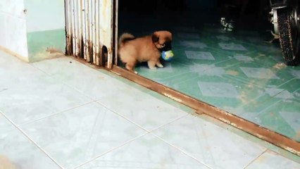 Cute Puppies Playing With A Ball