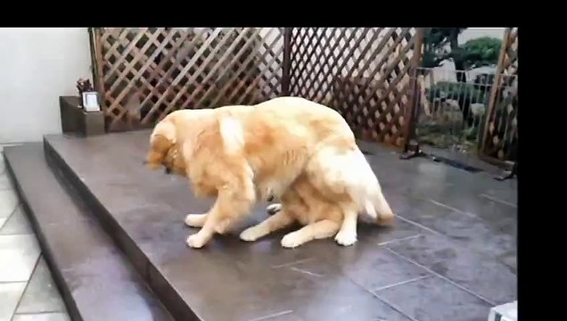 So funny Golden retrievers magic trick