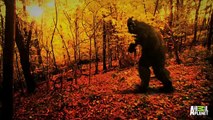 Best of Bigfootage  Tree Shaking Bigfoot or a Hoaxer