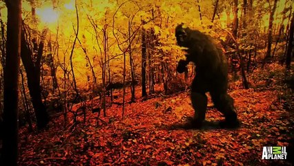 下载视频: Best of Bigfootage  Tree Shaking Bigfoot or a Hoaxer