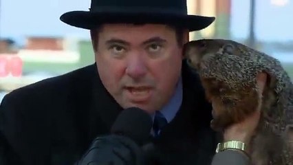 Une marmotte mord l'oreille du maire de la ville Sun Prairie!