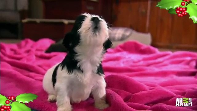 Puppies and Kittens Squeak to Silent Night Too Cute!