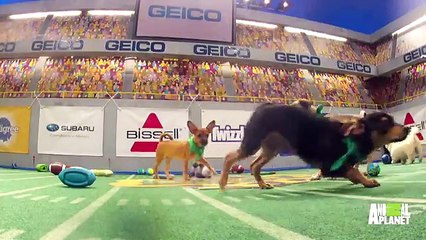 Puppy Player Profiles  Bubba