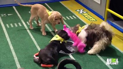 Puppy Player Profiles  Miss Martian