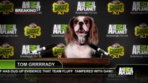 Team Fluff Faces the Music for Alleged Pre-Game Shenanigans   Puppy Bowl XI