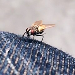 Be fly while doing cleaning