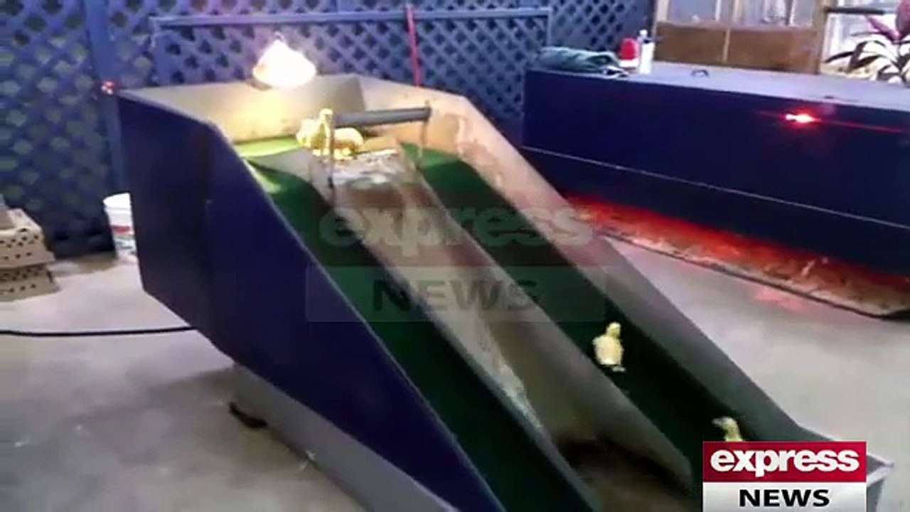 Sliding Ducks