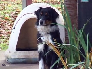 Raccoon Bandits in the Backyard by Mike Booher