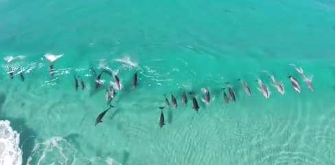 Dolphins are surfing a translucide wave