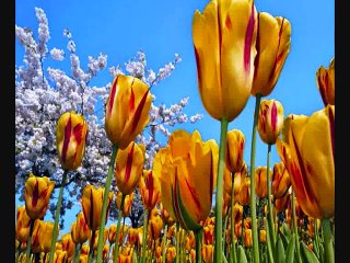 LAS BRONCAS - JORGE BUCAY