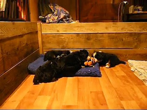 3 fév Lister, mâle rouge et femelle mauve