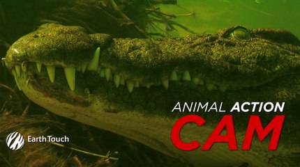 Cruising crocodile bumps GoPro