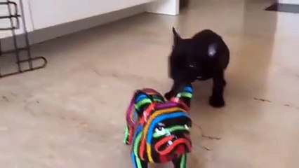French Bulldog confused by fake dog, so funny