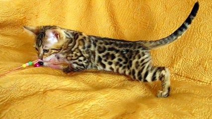 Бенгалочка марта 2.5 месяцев