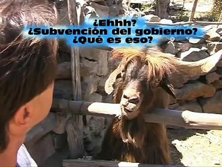 Spitting goat disputes with man