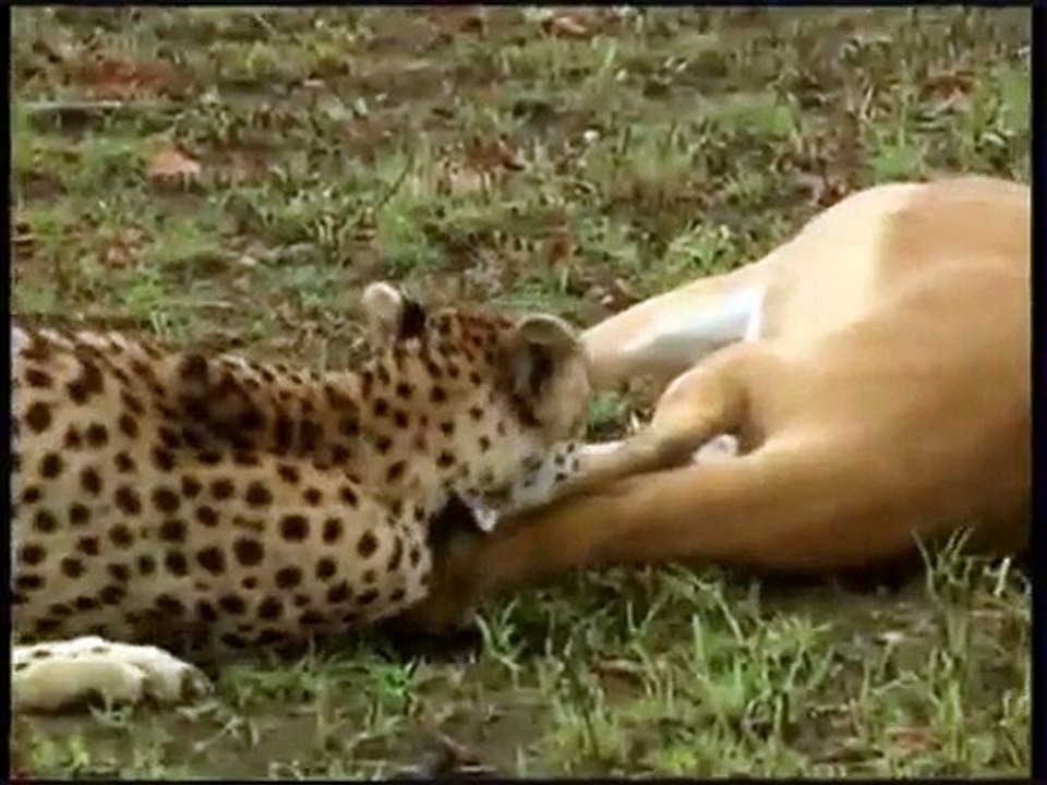 Smart Gazelle Escapes by Playing Dead! Video
