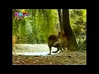 Lion Vs Tiger fight Animal Face Off