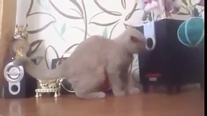 Cat trying to catch the bass