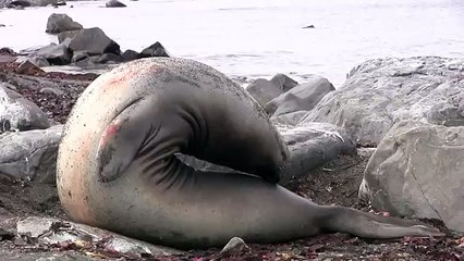 Amazing Encounter with an Adorable Elephant Seal Pup