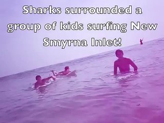 Sharks Swarm Surfer at New Smyrna Beach_ Ponce Inlet