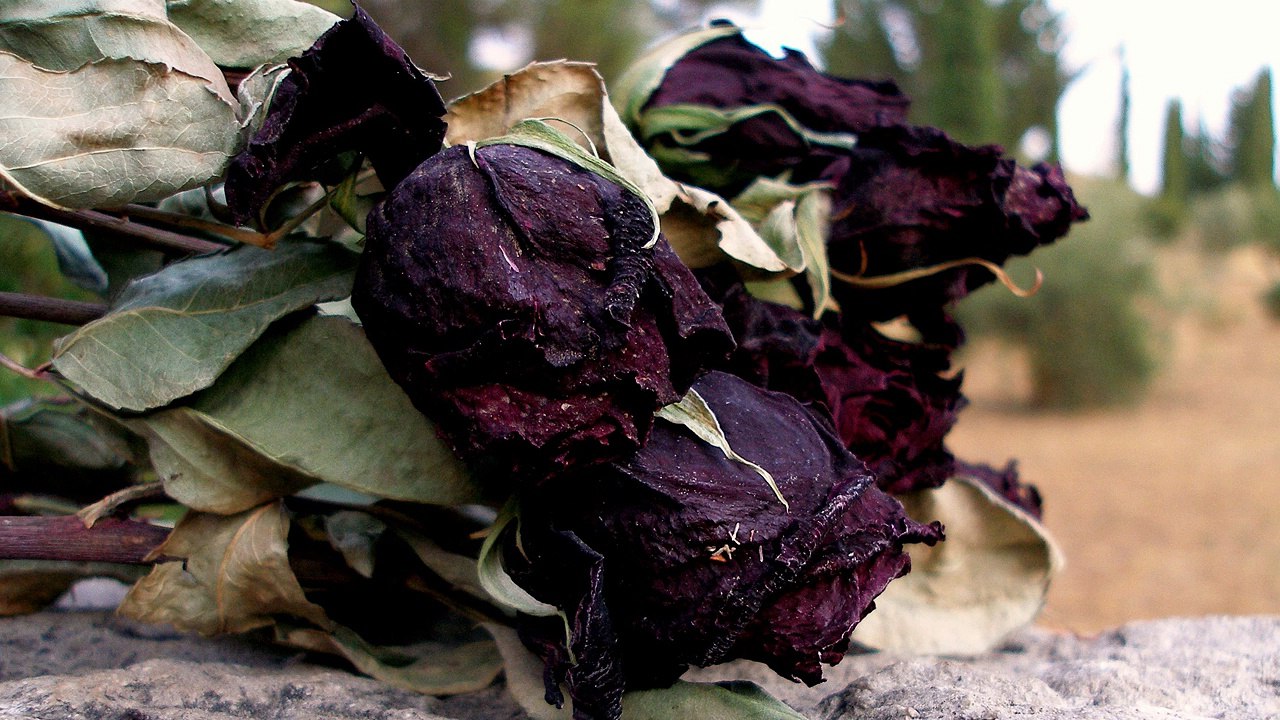 Pétalos marchitos - Adagio ma non troppo - Inma J. Ferrero - Mouvements de l'âme - Boris Kosak