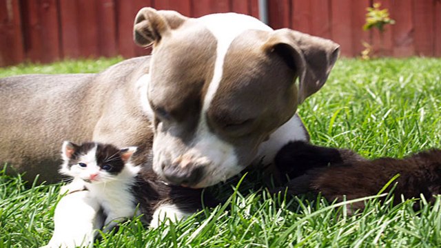 Agility Dog Training And Pit Bull Terriers