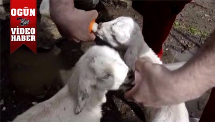 Anneleri ölen oğlakları biberonla besliyorlar
