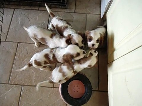 Bébés Cavalier King Charles du 5 12 2014 à 2 mois