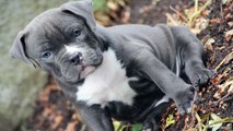American Pit Bull Terrier Training - How To Train An Aggressive Dog