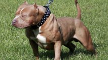 Crate Training Your Pit Bull Terrier Dog