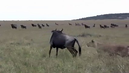 Un Gnou Nazi bouffé par un lion
