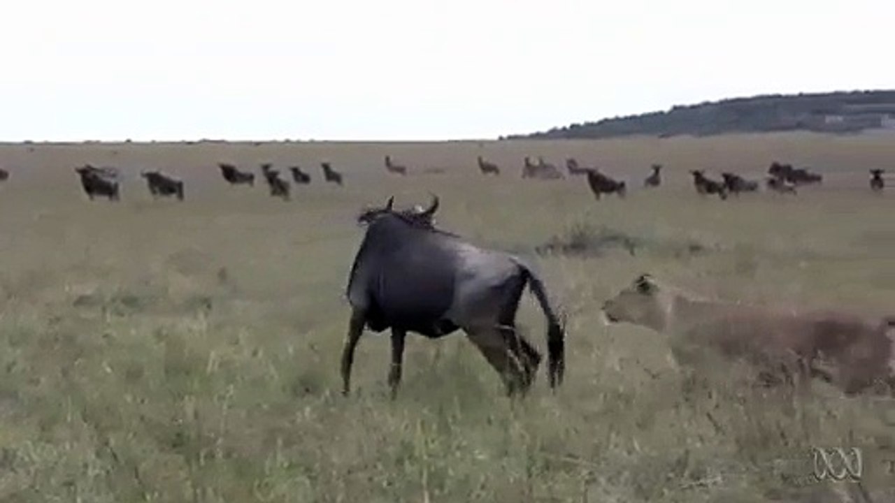 Un Gnou Nazi bouffé par un lion