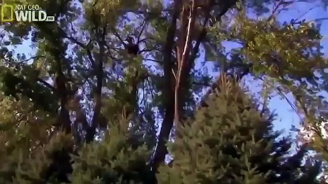 American Bald Eagle Full Nature Documentary