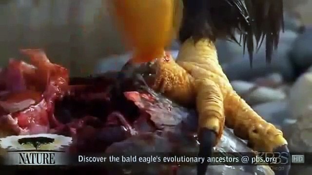 American Eagle Nature Documentary