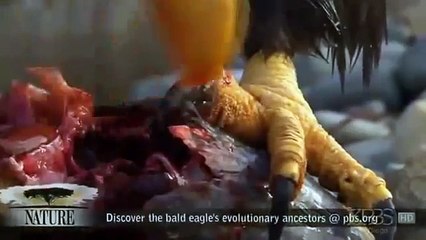 American Eagle Nature Documentary