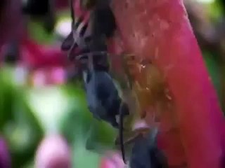 ANTS Nature's Secret Power Full Length Documentary