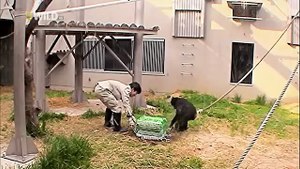 Ape Genius National Geographic