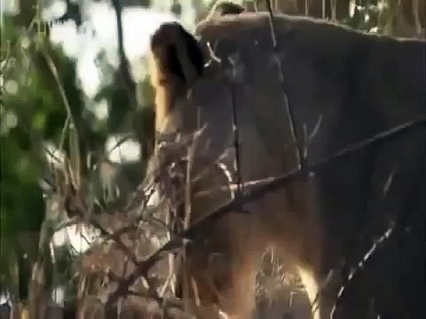 Big Cats Of The Timbavati National Geographic Wild