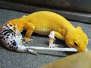 Kabuğunu Yiyerek Değiştiren Sürüngen