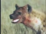 Eternal Enemies Lions Vs Hyenas Fight Terrible War Full Length Nature Documentary