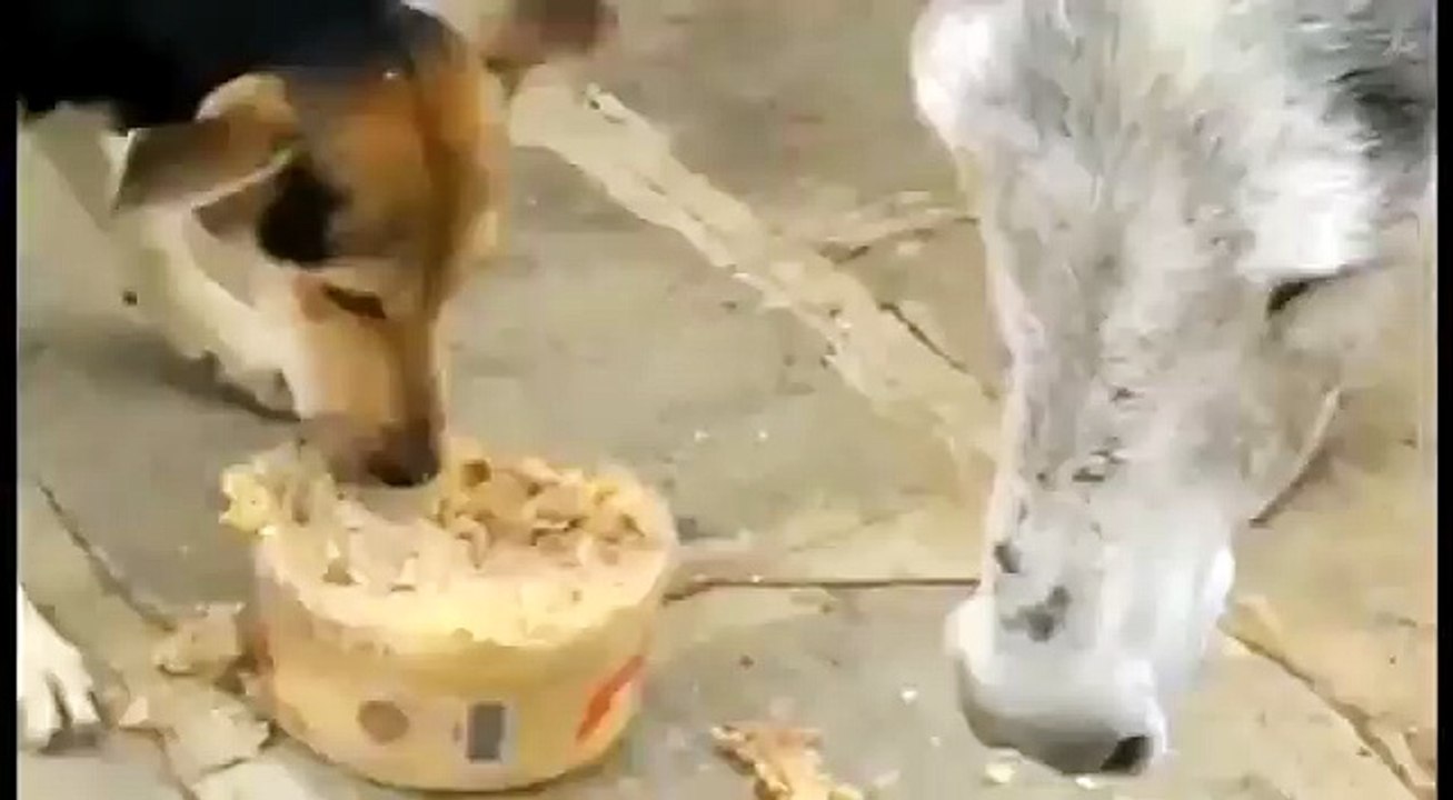 Hungry donkey vs angry dog