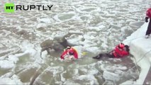 Cão de sorte: assista o resgate de um cachorro em águas congeladas!