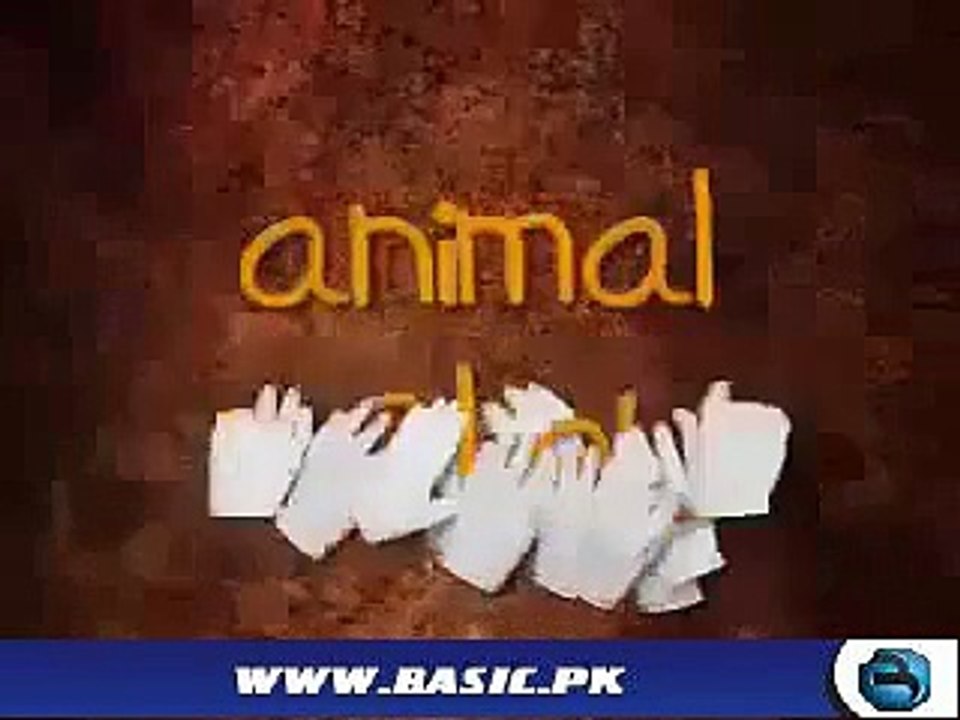 A Horse Gave Birth to Baby Boy Unbeliveable Video