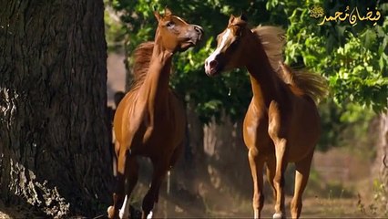 Daughters of The Wind