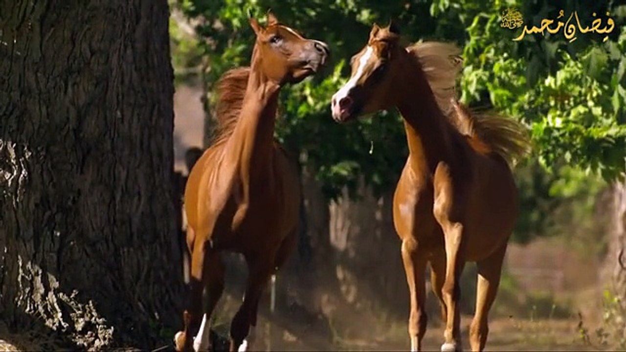 Daughters of The Wind