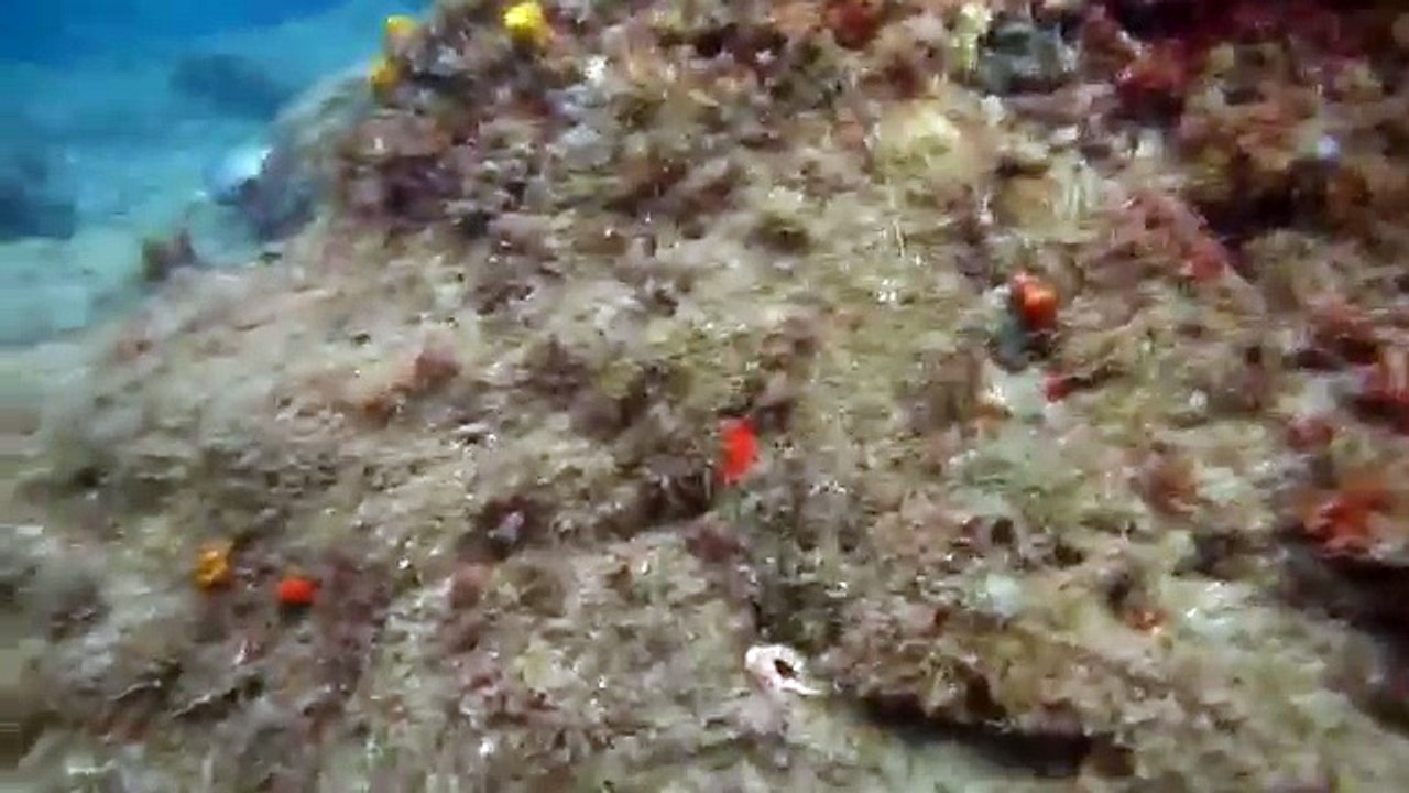 Ahtapotun Heyecan Verici Kamuflaj Yeteneği