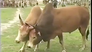 Funny animal fight online-Dailymotion