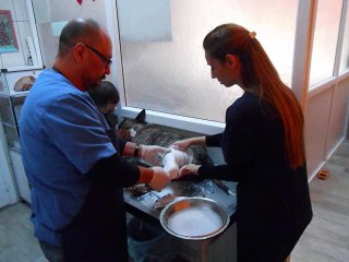 KÖPEK BACAK (TİBİA) KIRIĞINA ALÇILI BANDAJ uygulaması