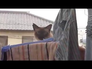 Best cat failed epic jump - very funny