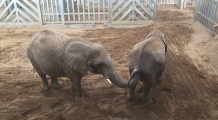 Curious Elephants Present an Amusing Scene